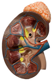 Kidney